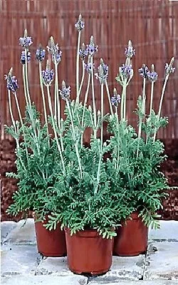 Herb - Lavender - Spanish Eyes - 40 Seeds • £2.89