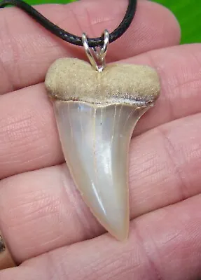  SHARK TOOTH  Necklace -  MAKO -  1.72 In. SHARKS TEETH - For Men & Woman  • $39