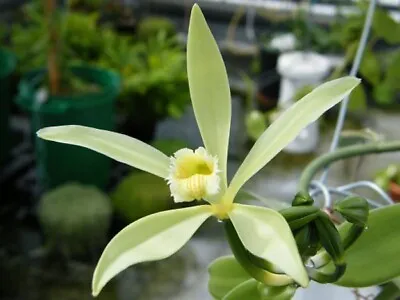 TWO FOOT CUTTING Vanilla Tahitensis Species Orchid 2’ Cutting. • $19.95