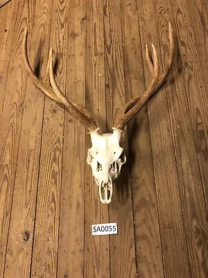 Axis Deer Skull Texas Exotic Hunting Ranch Decoration Mount Horns  SA0055 • $900