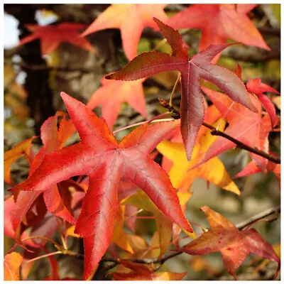 3 American Sweetgum (Redgum) / Liquidambar Styraciflua 40-60cm Tall Trees • £19.99