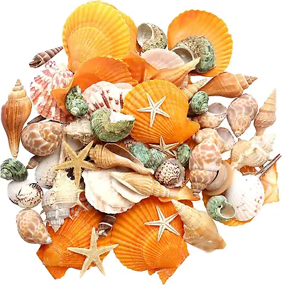 Sea Shells - Beach Mixed Seashells - Various Size Up To 2  Natural Sea Shells Fo • $18.99