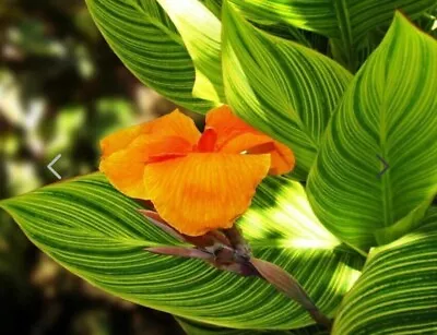 Canna Lily - Tuber - Bulb - Pretoria/Bengal Tiger - PERENNIAL - HARDY GARDEN. • £10