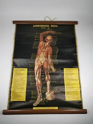 Vintage Greek Litho School Educational Wall Map With Human Body Anthropology  • $103.28