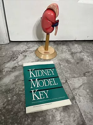 Pfizer Kidney Model Medical Human Anatomy Norvasc Stand With Paperwork 2001 Vtg • $70