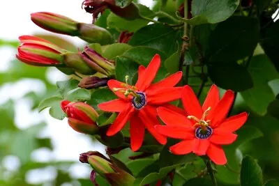 Passiflora Manicata| Plug Plant | Climber • £9.99