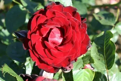 £26.99 • Buy Rosa Climbing Rose 'Dublin Bay' Plant 