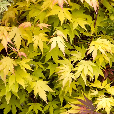 1 X Acer 'orange Dream' Deciduous Japanese Maple Tree Hardy Garden Plant Pot • £11.99