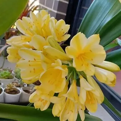 Clivia Miniata - Yellow • $19.50