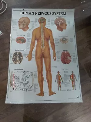 Medical Poster The Human Nervous System Heinz-Harro Rudiger Berlin Germany  • $19.99