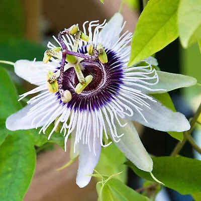 £12.99 • Buy Passiflora Beauty Of Hannover Evergreen Climbing Exotic Garden Plant In 9cm Pot