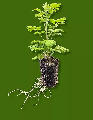 Live Plant - Medicinal Herb Collection - Feverfew - Organic Plant Fed Plants  • $11