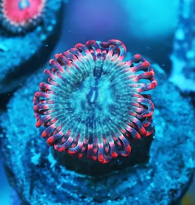 GWC Chaotic Order Paly Zoanthids Paly Zoa SPS LPS Corals WYSIWYG • $4.99