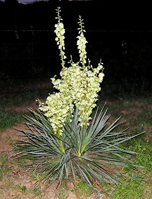 Yucca Plants Adams Needle White Flowers Desert Lot Of 10 25+  Inches Tall  • £112.93