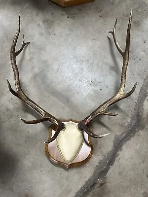 Elk Antler Mount • $750