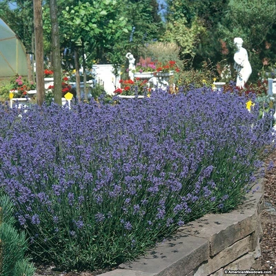 £10.89 • Buy Lavender 'Hidcote Blue' 9cm Plant X 2. Purple Flowers. Perennial Aromatic