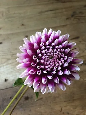 1x Edinburgh Dahlia Tuber • £5