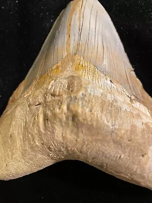 Megalodon Shark Tooth Fossil 5” L By 4  W Huge Stunning Millions Years Oldest  • $59