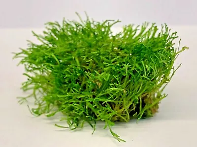 £4.19 • Buy Riccia Fluitans 5g Moss Tropical Aquarium Pond Improve Water Quality Crystalwort