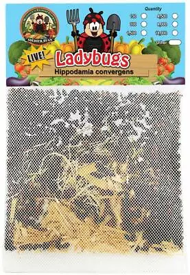 1500 Live Ladybugs & 2 Praying Mantis Eggs In A CUP & 1000 Green Lacewing Eggs • $48