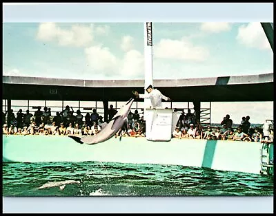 Postcard Jumping Porpoises Marineland St. Augustine FL N42 • $1.07