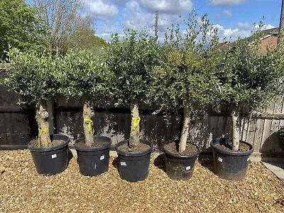 Tall Olive Trees - 45 Litre Pot 5ft • £165