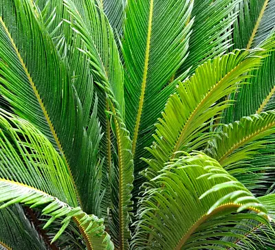 2x Pair Cycas Revoluta Sago Palm Tree Garden & House Plant 60cm Tall In 14cm Pot • £49.99