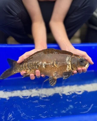£25 • Buy Mirror Ghost Koi Carp 