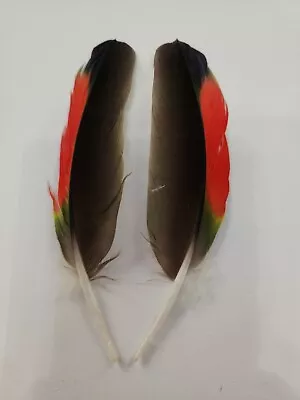 FS28 Matched Pr Hybrid Orange Wing Amazon 5  Wing Feather • $11.98