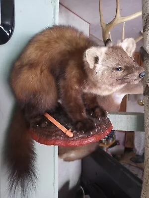 Taxidermy Pine Marten Alaska • $485