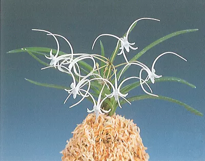 Neofinetia Falcata(japaneseorchids)flower Variety/MANJUSHAGE 曼珠沙華 • $9.99