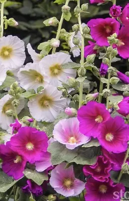 30 Giant Hollyhocks Seeds Mixed Colours Perrenials Large Bright Flowers • £2.05