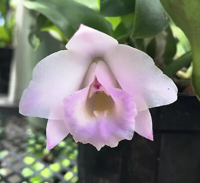 C. Alaorii 'Two Too' X 'Peter Lin' HCC/AOS. Cattleya Species Miniature Orchid. • $28