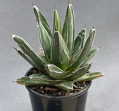 Agave  Ferdinandi Regis  • $15