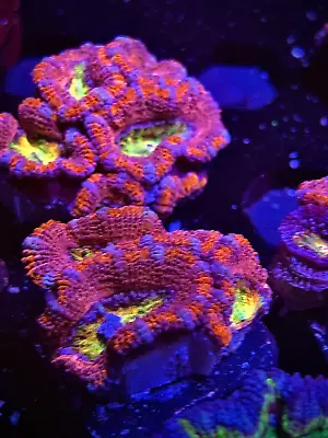 WYSIWYG Crazy Rainbow Acan Lord Frag Colony Multicolor Live Coral LPS SPS HG Zoa • $44.99