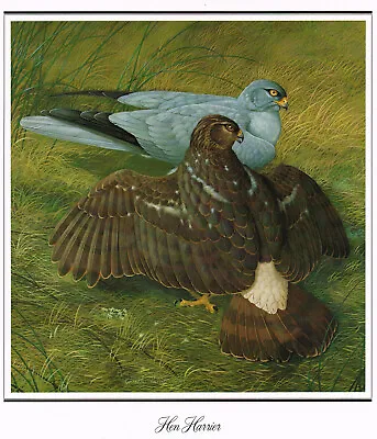 £3.99 • Buy Hen Harrier Bird Print Old Vintage Picture 1979 BOP#59
