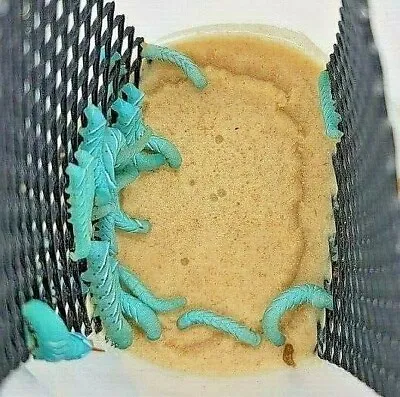 24+ Live Blue Goliath Tobacco Hornworm Pet Reptile Worm Feeders Culture W Food • $19.99