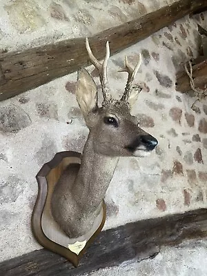 £144 • Buy MAGNIFICENT TAXIDERMY ROE DEER STAGS HEAD ON OAK MOUNT 6point Antlers Hunt Decor