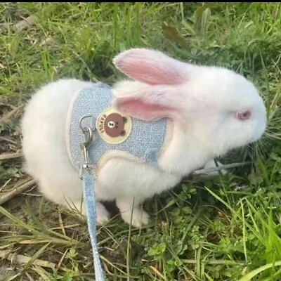 Pet Rabbit Cat Guinea Pig Small Animal Clothes Mesh Lead Vest Harness With Leash • £6.49