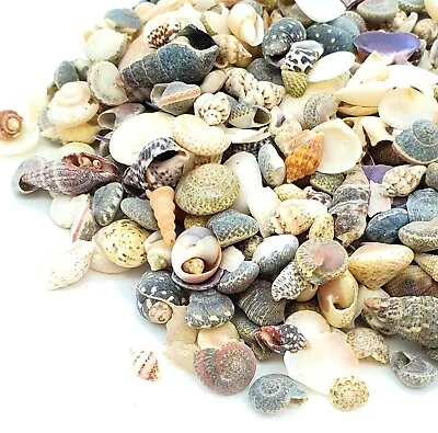 Natural Beach Shells Seashells Starfish Conch Cockle Art Craft Shell Stash Packs • £2.99