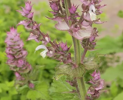 Sage Clary Plant Very Aromatic Plant 9cm Pots - • £6