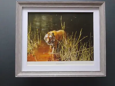 David Shepherd Print 'Jungle Gentleman' Tiger  FRAMED • £28.50