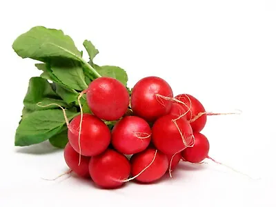 Organic Vegetable - Radish - Early Scarlet Globe - 50 Seeds - Economy • £1.79