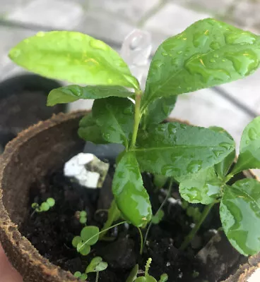 (3 Plants)Lemon Tree Seedling Live Plant 3”+ Tall Rooted Grown From Seeding • $10.50