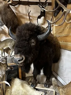 North American Bison (Buffalo) Half Life-size (front Feet To Mid Ribs Mounted). • $4500