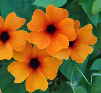 3x Thunbergia Black Eyed Susan Plug Plants Basket Vine Red-orange Flowers • £9.95