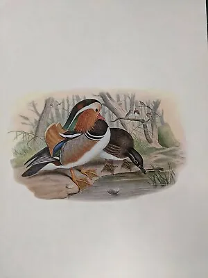 1969 Bird Print - Mandarin Duck - John Gould • £42