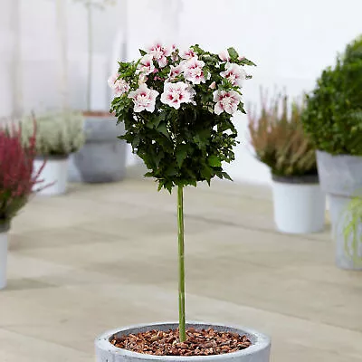 Hibiscus Starburst Chiffon Patio Tree Hardy Outdoor Garden Plant In 3L Pot • £32.99