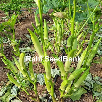 Okra Silver Queen High Yielding Great White Okra Comes With Great Taste 10 Seeds • £3.08