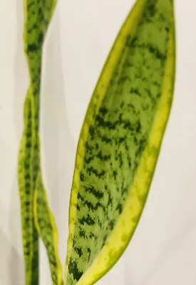 Sansevieria Snake Plant 2xCuttingEasy-Care Indoor Outdoor Mother-in-Law's Tongue • $9.99